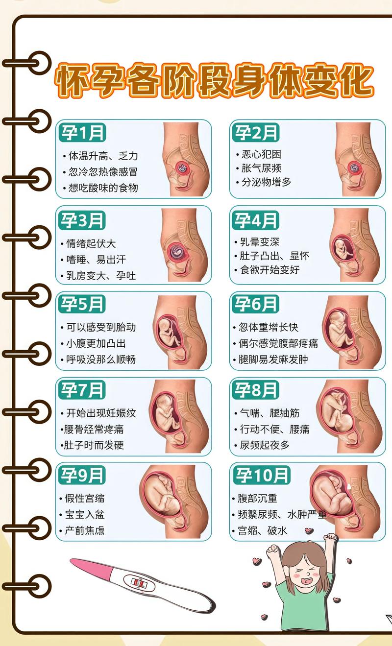 揭秘供卵代孕妈妈怀孕小腹分两节，孕期变化的奥秘宝鸡代生机构: